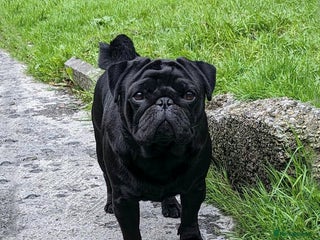 Pug dogs in Llanelli - Advert 3