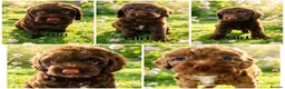 Cockapoo dogs for sale: DNA CLEAR, Stunning Cockapoos, Ready November  - Advert 1