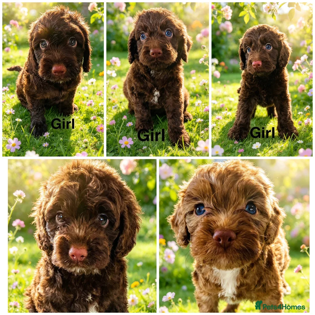 Cockapoo dogs for sale: DNA CLEAR, Stunning Cockapoos, Ready November  - Advert 1