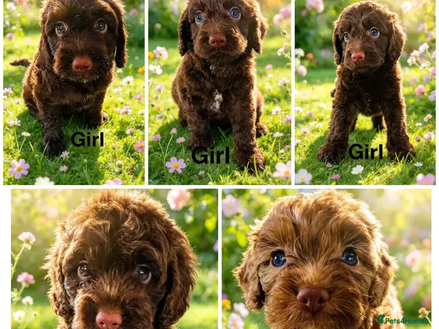 Cockapoo dogs DNA CLEAR, Stunning Cockapoos, Ready November - Advert 11