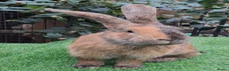 Continental Giant rabbits for sale: Super Stars  Stud Service -Beautiful PROVEN Bucks  - Advert 7