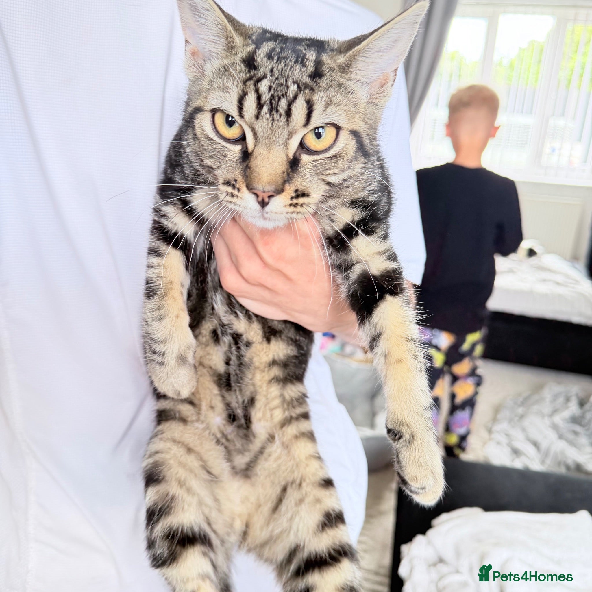 Mixed Breed cats 5months old kittens  - Advert 1