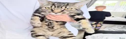 Mixed Breed cats for sale: 5months old kittens  - Advert 1