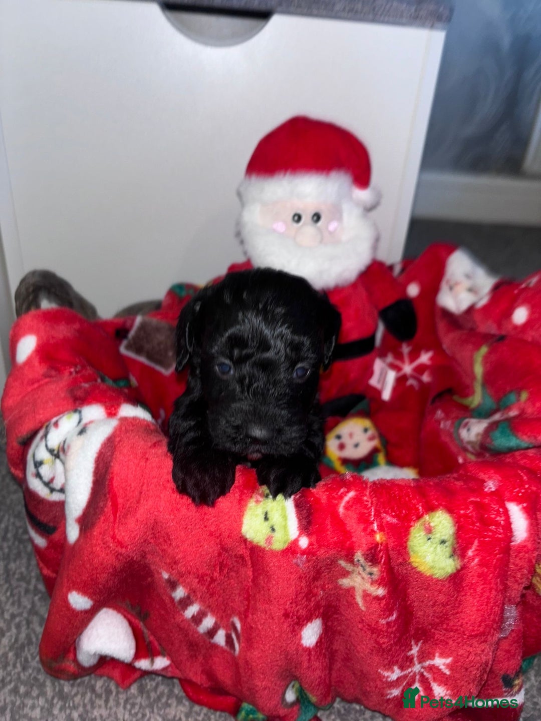 Cockapoo dogs for sale: 3 remaining Adorable cockapoo puppies  - Advert 20