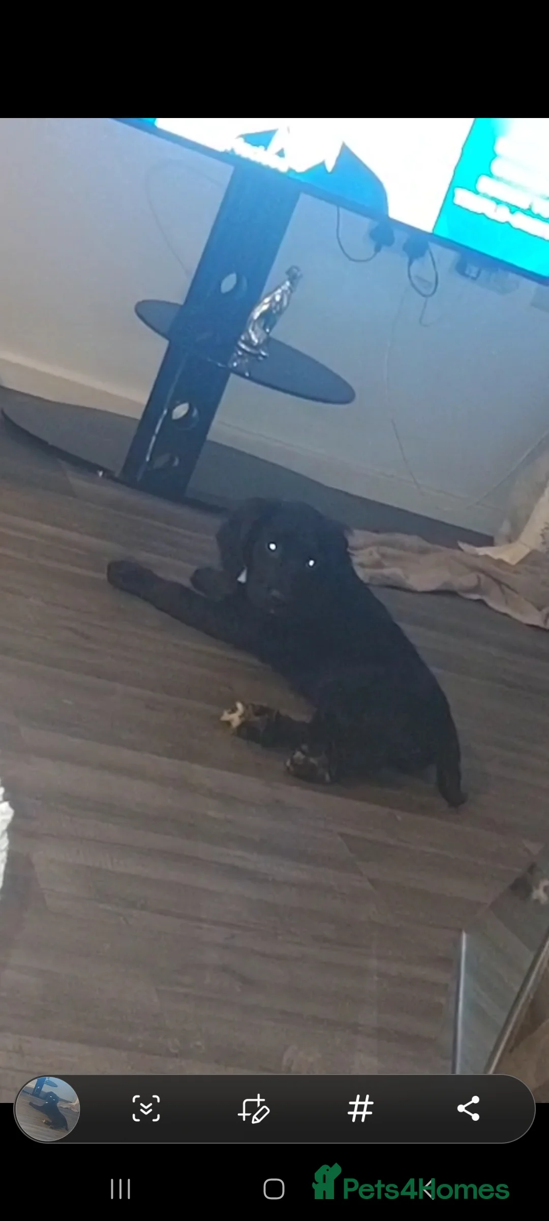 Sprocker dogs for sale: F1 SPROCKER SPANIELS ( 1 BOY LEFT )  - Advert 12