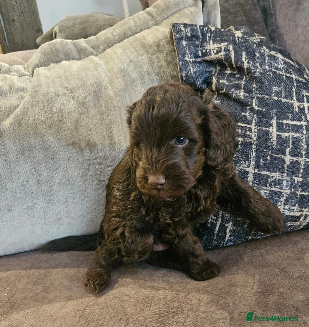 Cockapoo dogs for sale: Stunning cockapoo🖤🖤 - Advert 11