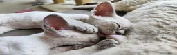 Devon Rex cats for sale: Devon Rex kittens pointed💙blue eyes💙 - Advert 36