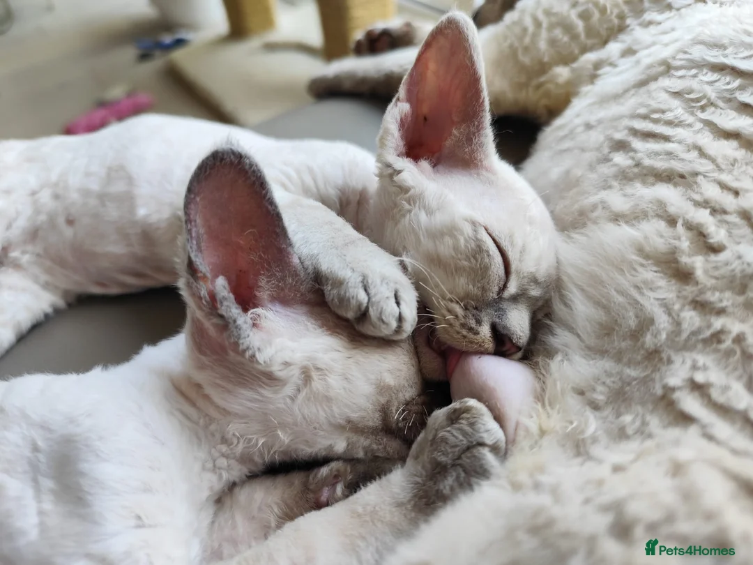 Devon Rex cats for sale: Devon Rex kittens pointed💙blue eyes💙 - Advert 36