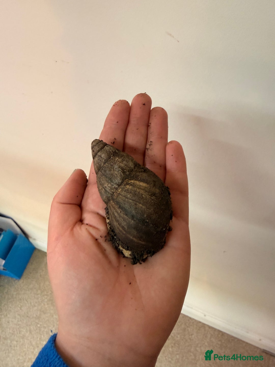 Snails invertebrates for sale: Giant African Land Snail  - Advert 9