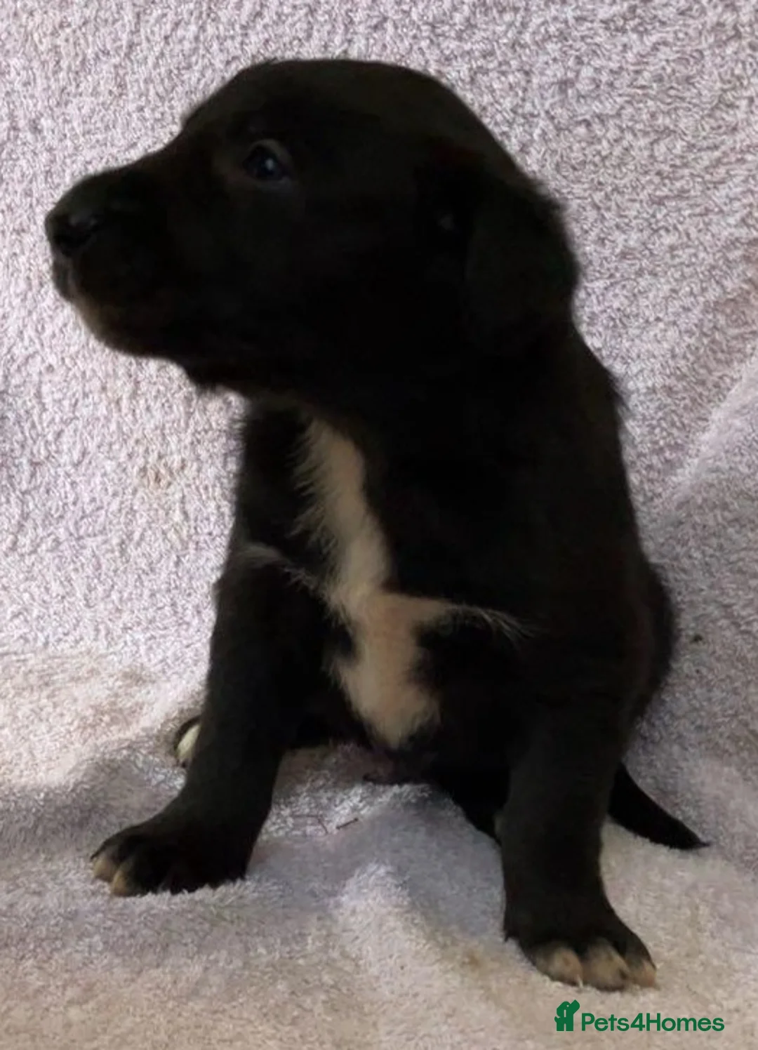 Mixed Breed dogs for sale: Huntaway - Advert 4