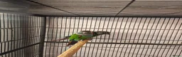 Conures birds for sale: Pearly conure bonded pair  - Advert 3