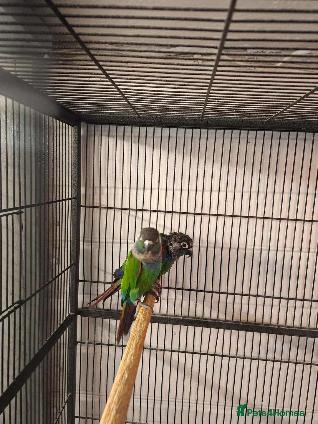 Conures birds for sale: Pearly conure bonded pair  - Advert 3
