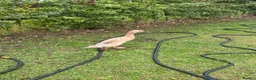 Ducks poultry for sale: 3 x female runner ducks and coop- good home Only in Bridgwater - Advert 3