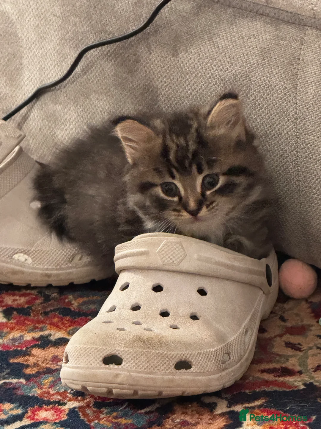 Maine Coon cats for sale: Fluffy Maine coon x - Advert 2