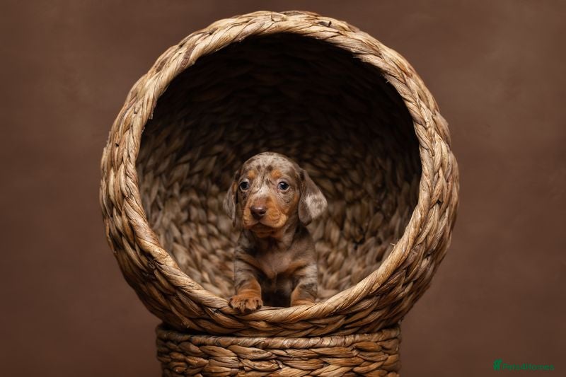 Miniature Dachshund dogs KC Miniature Dachshund Puppies For Sale -Licensed  - Advert 2