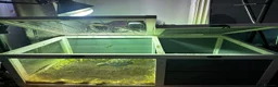 Tortoise reptiles for sale: Red foot tortoise  in Birmingham - Advert 2