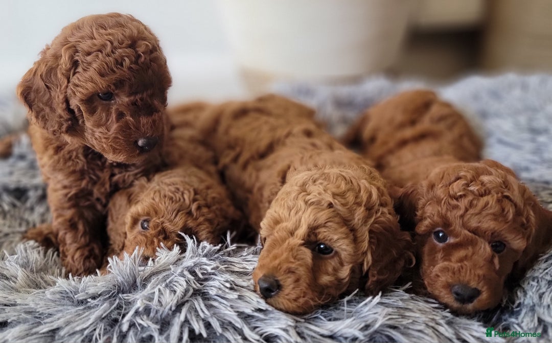 Miniature Poodle dogs for sale: Miniature Red Poodle KC Reg Full Pedigree - Image 15