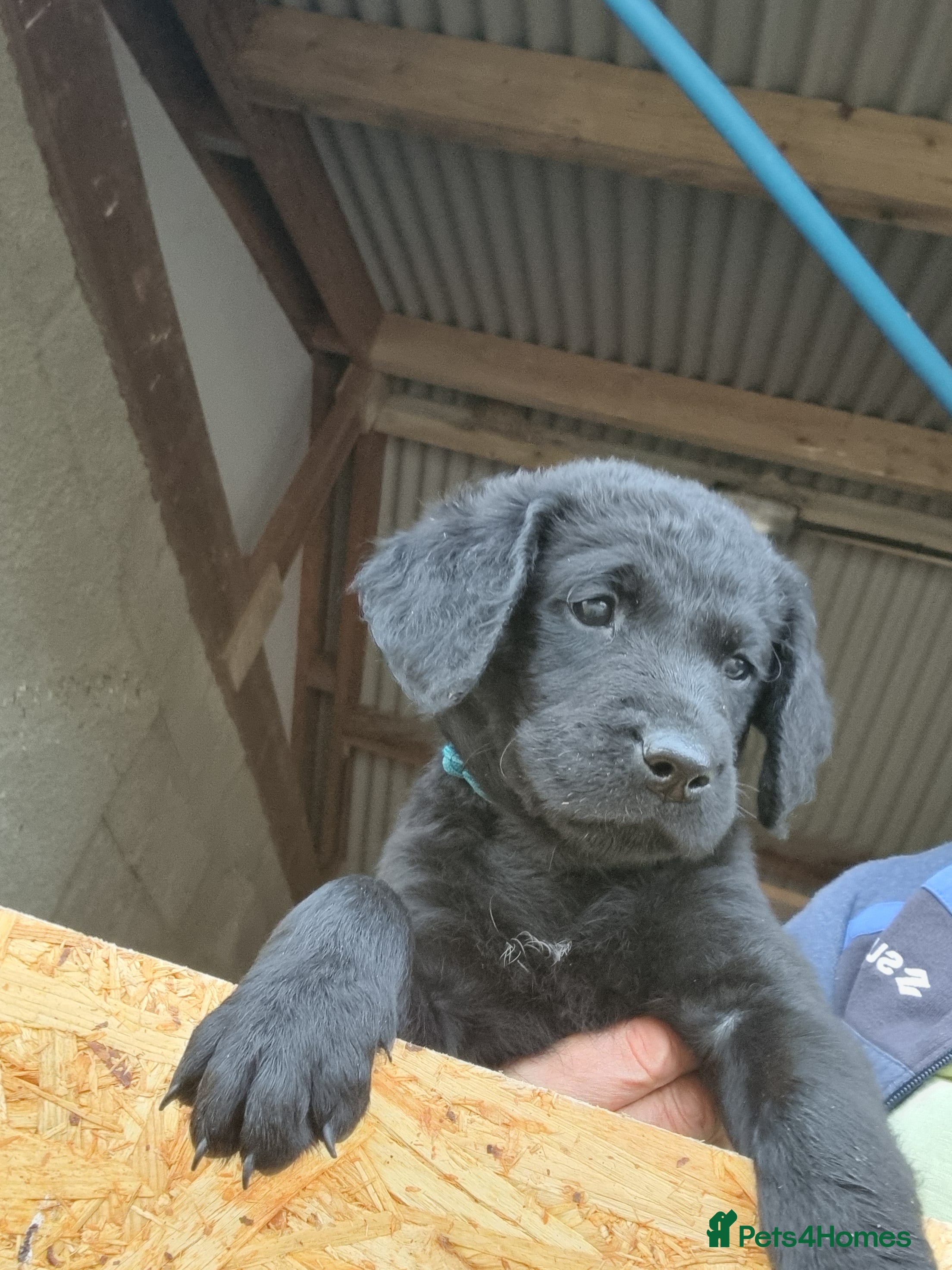 Goldador dogs Golden Retriever × Black Labrador Puppies - Advert 2
