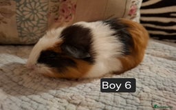 Guinea Pig rodents for sale: Lovely Male Baby Guinea-pigs Ready Now  - Image 7