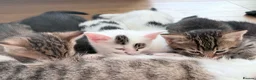 Mixed Breed cats for sale: 6 wonderful kittens  - Advert 14