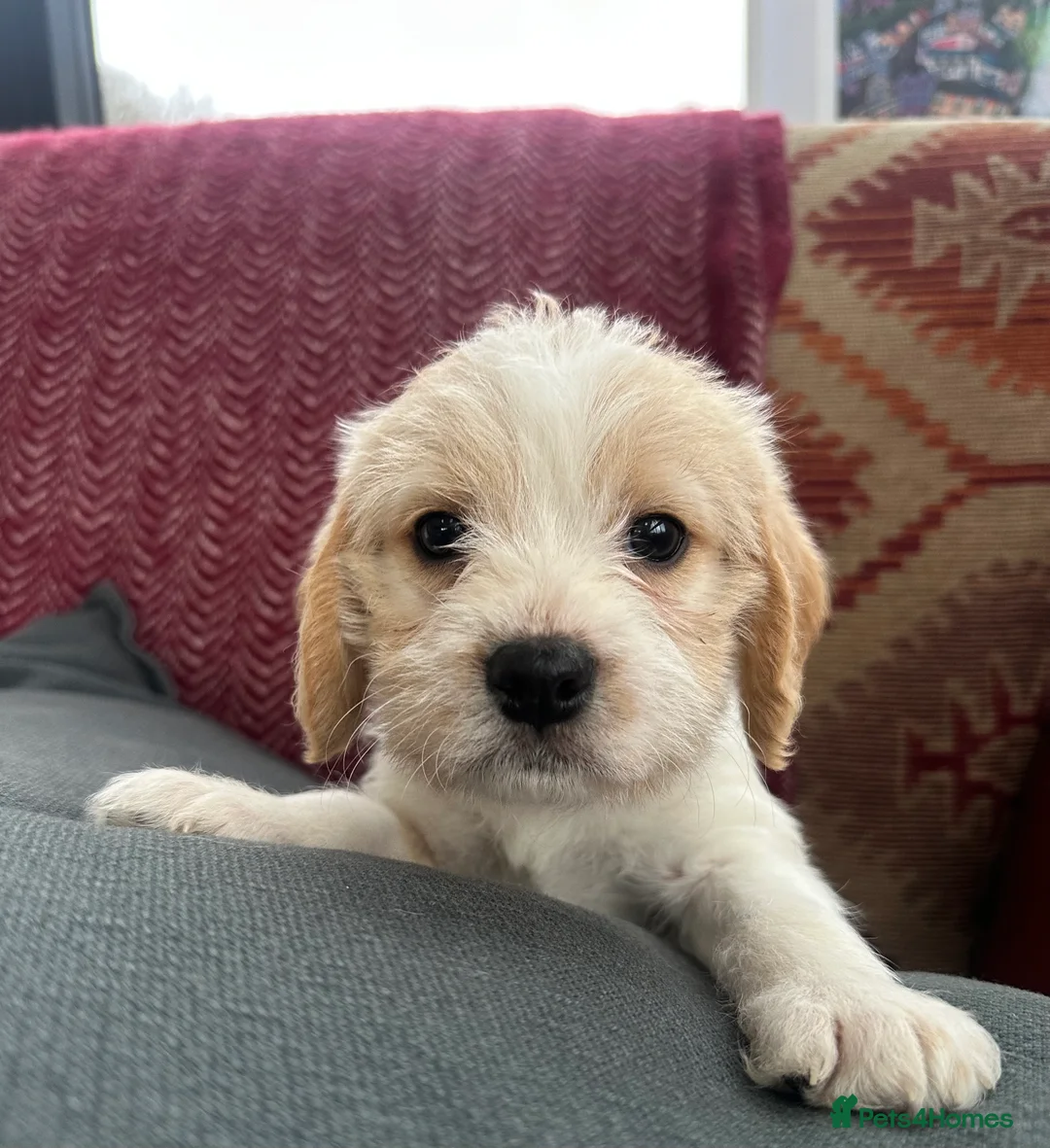 Mixed Breed dogs for sale: 🐾 Absolutely adorable Beagle x Cavapoo 🐾  - Advert 3