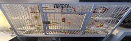 Lovebirds birds for sale: 10 week old blue and white lovebird  - Advert 3