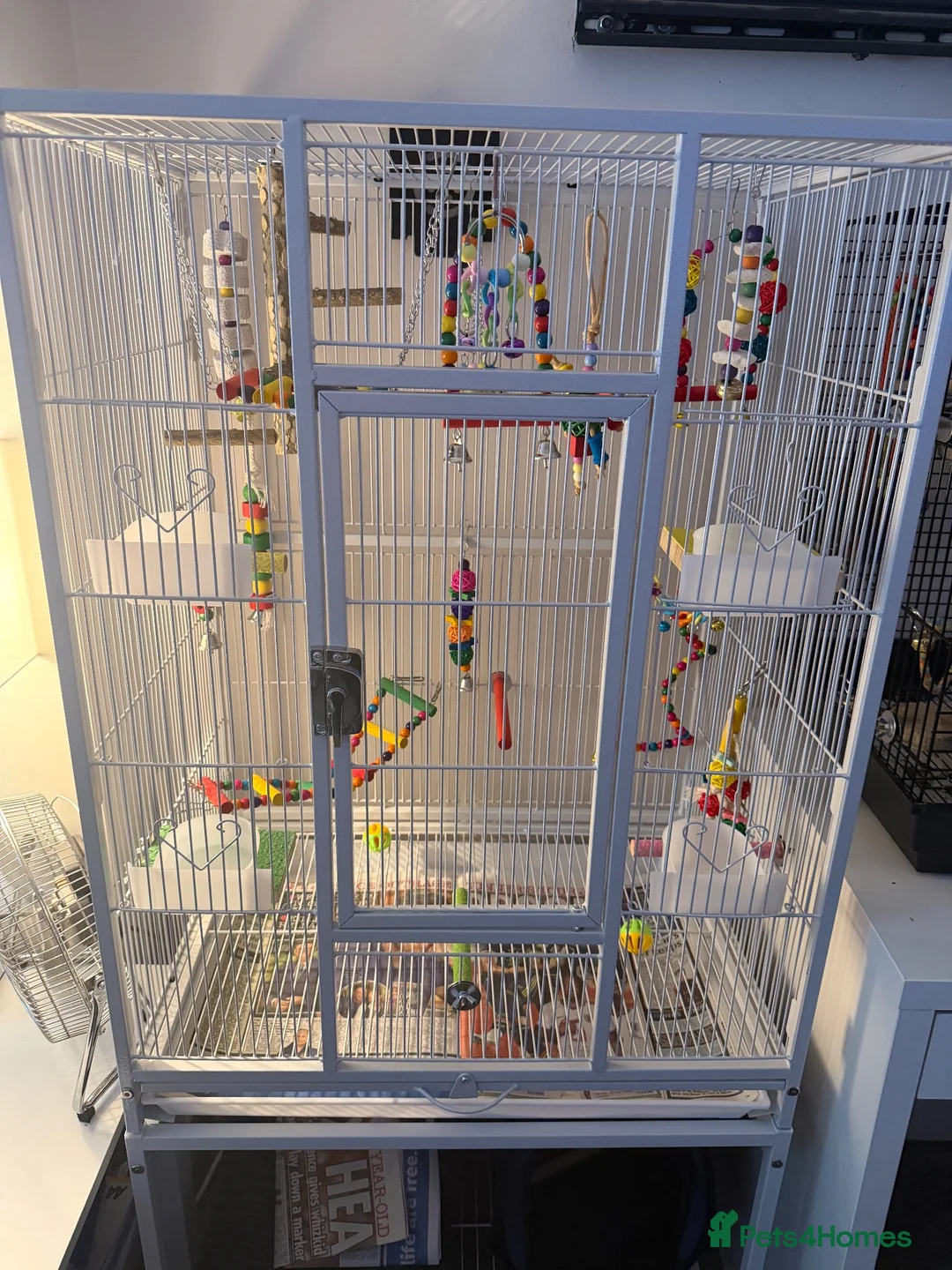 Lovebirds birds for sale: 10 week old blue and white lovebird  - Advert 3