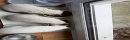 British Shorthair cats for sale: Britishshort hair Pedigree Kittens | DNA Clear  - Advert 12