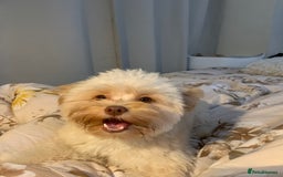 Chipoo dogs for sale: Pretzel ChihuahuaxPoodle - Image 5