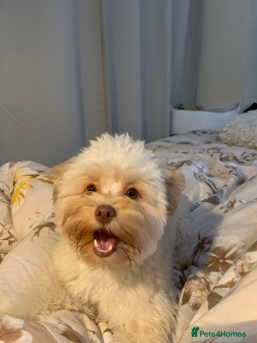 Chipoo dogs for sale: Pretzel ChihuahuaxPoodle - Image 5