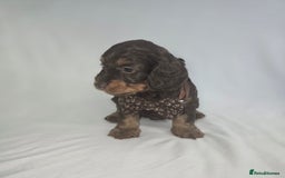 Doxiepoo dogs for sale: Adorable PRA clear daxipoos hypoallergenic  - Image 18