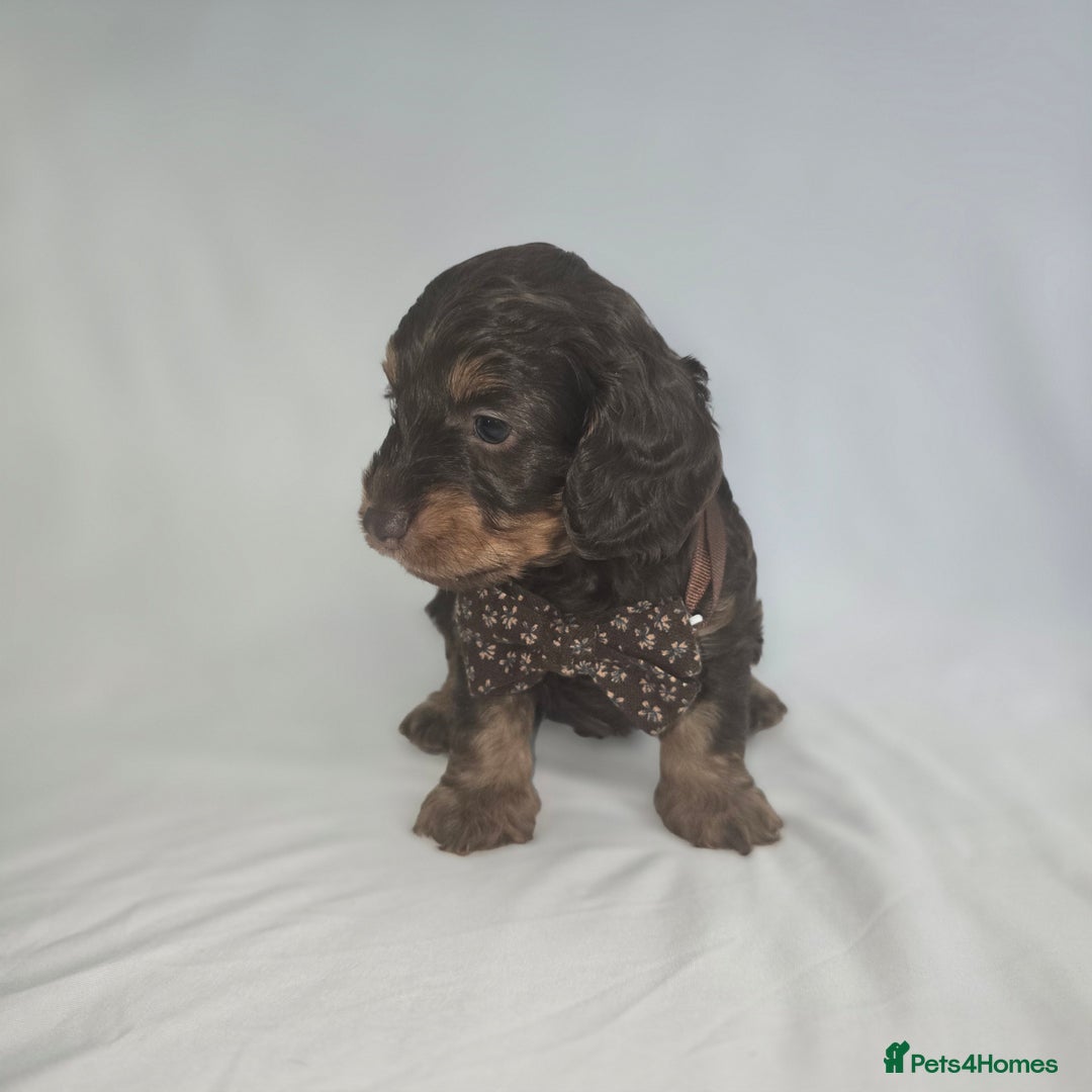Doxiepoo dogs for sale: Adorable PRA clear daxipoos hypoallergenic  - Image 18