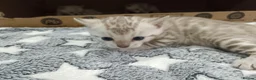 Bengal cats for sale: F6 Tica Reg Bengals - Advert 11