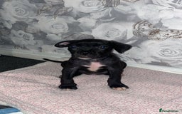 Mixed Breed dogs for sale: Alpha bulldog cane corso  - Image 3