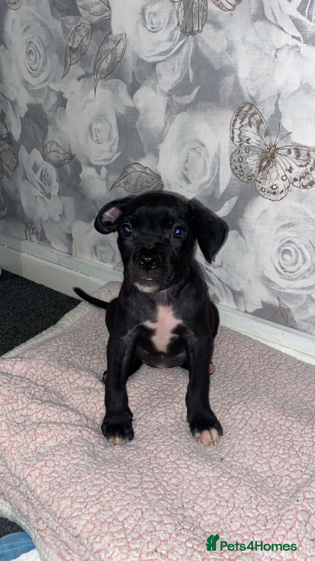 Mixed Breed dogs for sale: Alpha bulldog cane corso  - Image 3