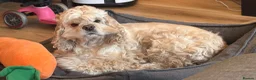 American Cocker Spaniel dogs for sale: Loki ❤️ Male American Cooker Spaniel  - Advert 4