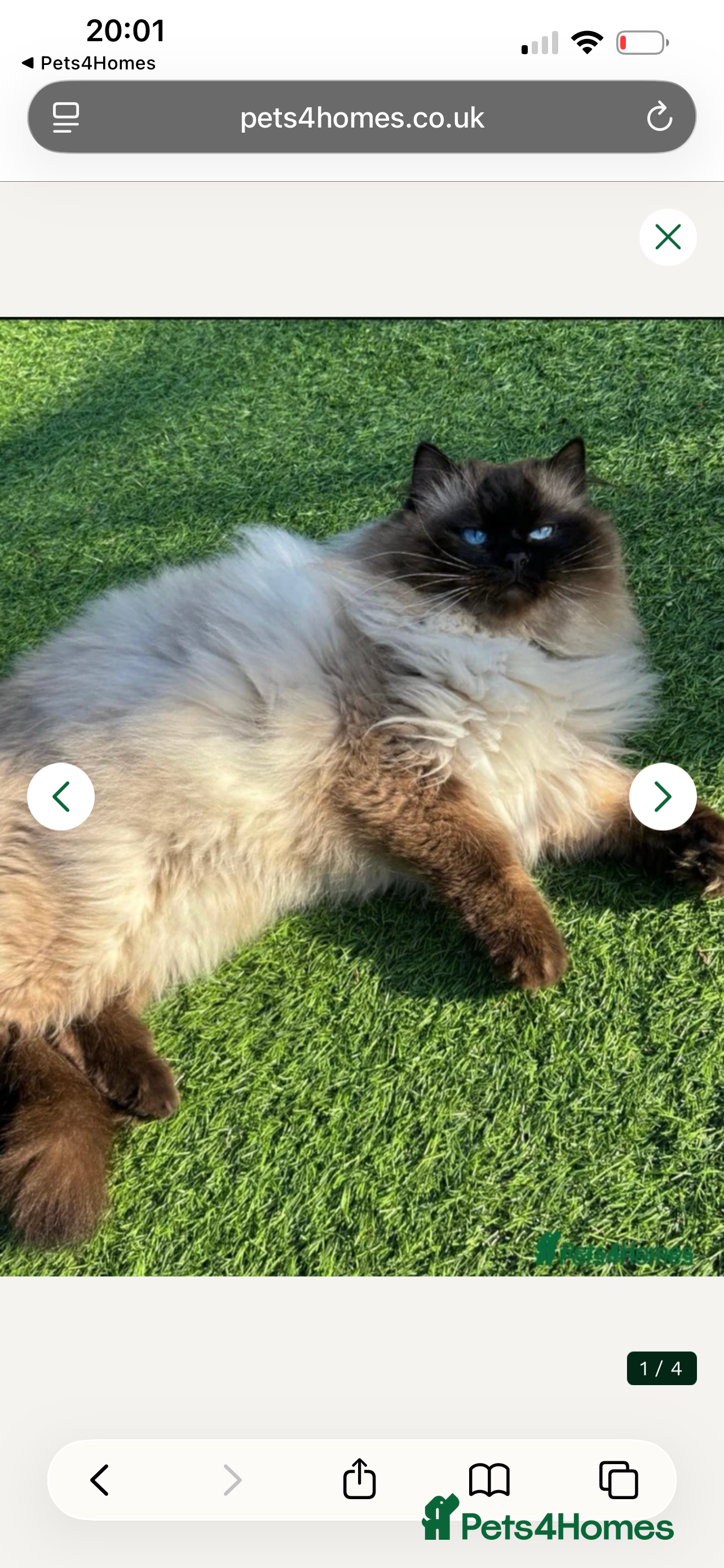 Ragdoll cats Gccf Active ragdoll boy  - Advert 1