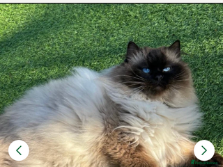 Ragdoll cats Gccf Active ragdoll boy - Advert 1