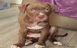 Mixed Breed dogs for sale: Bully Mix pups ‼️Reduced‼️ in Dagenham - Image 17