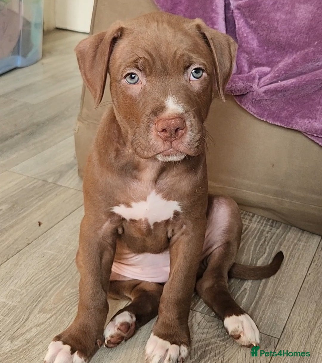Mixed Breed dogs for sale: Bully Mix pups ‼️Reduced‼️ in Dagenham - Image 17