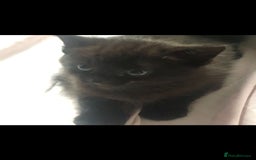 Domestic Shorthair cats for sale: 2 Kittens for Sale ASAP  - Image 1