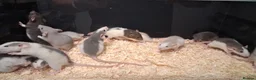 Rat rodents for sale: Baby Dumbo Rat's, various types  - Advert 18