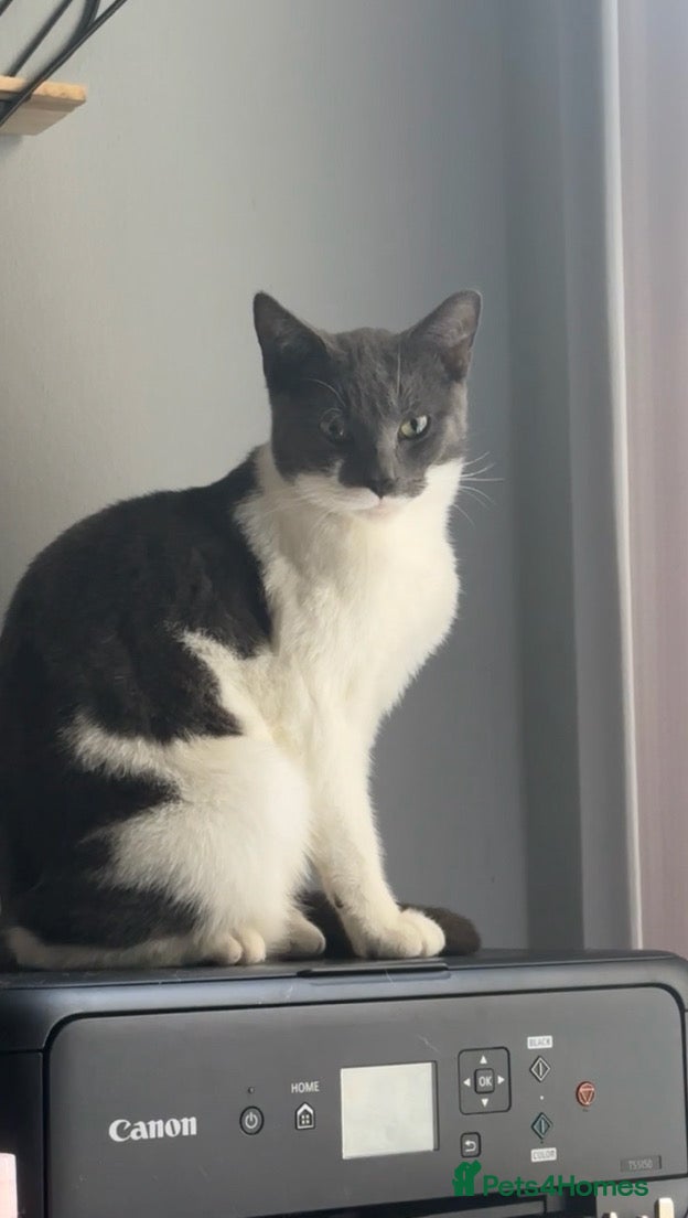 Mixed Breed cats Willto - Advert 1