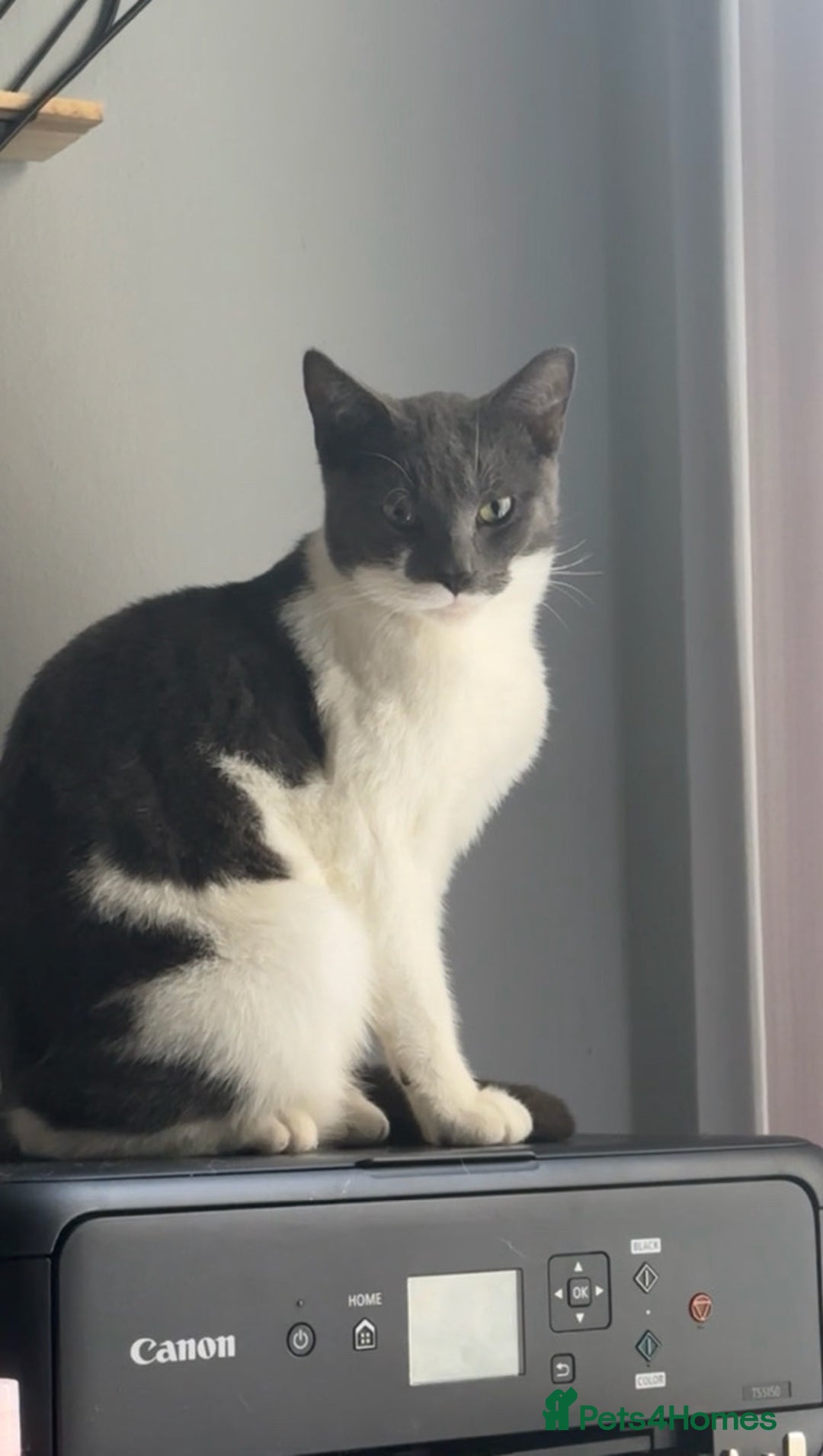 Mixed Breed cats for sale: Kitten for sale  - Advert 2