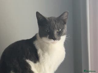 Mixed Breed cats Willto - Advert 1