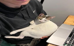 Arabian Mau cats for adoption: Two Bonded Rescue Cats for Adoption Together - Image 10