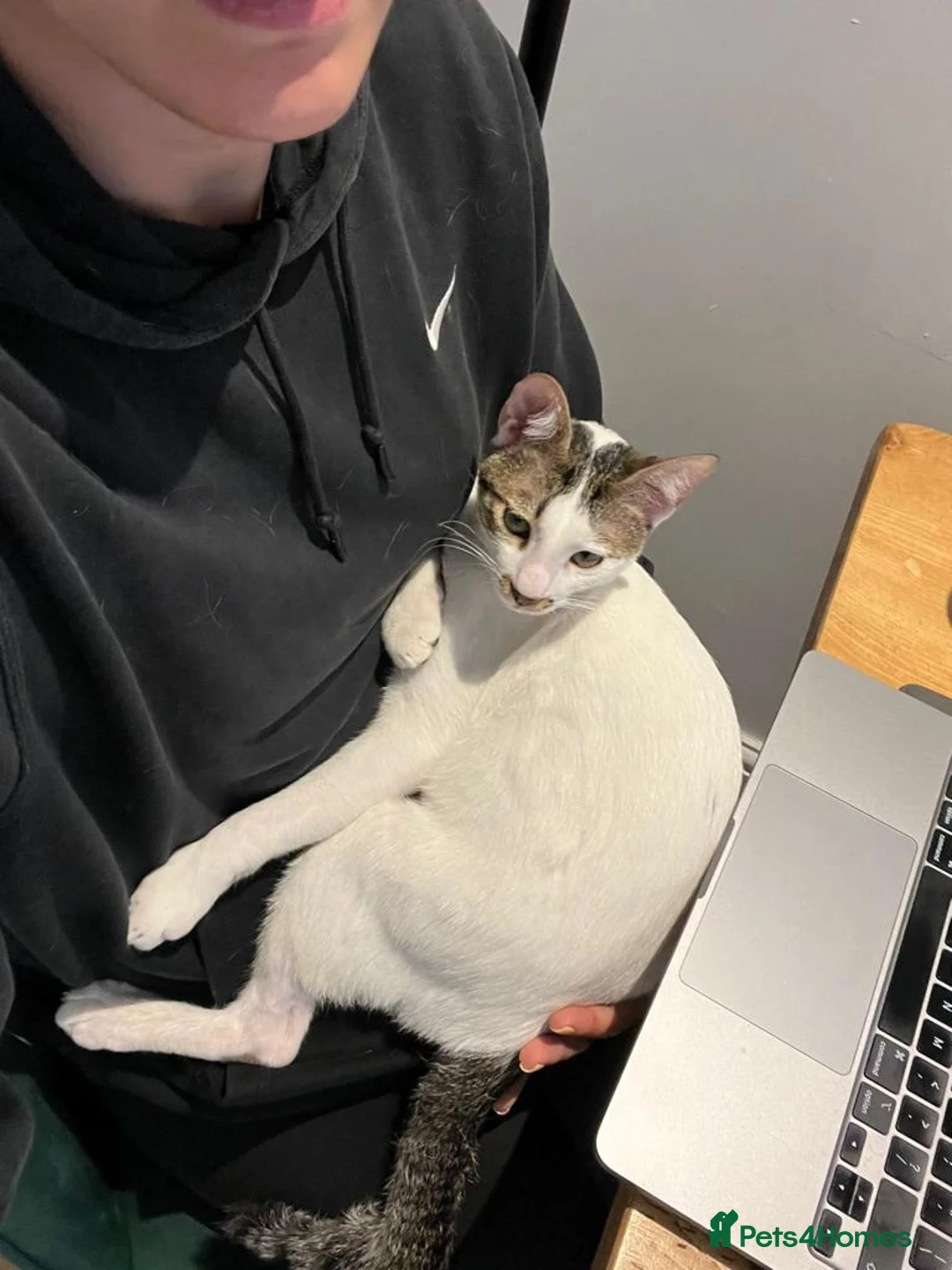 Arabian Mau cats for adoption: Two Bonded Rescue Cats for Adoption Together - Advert 10