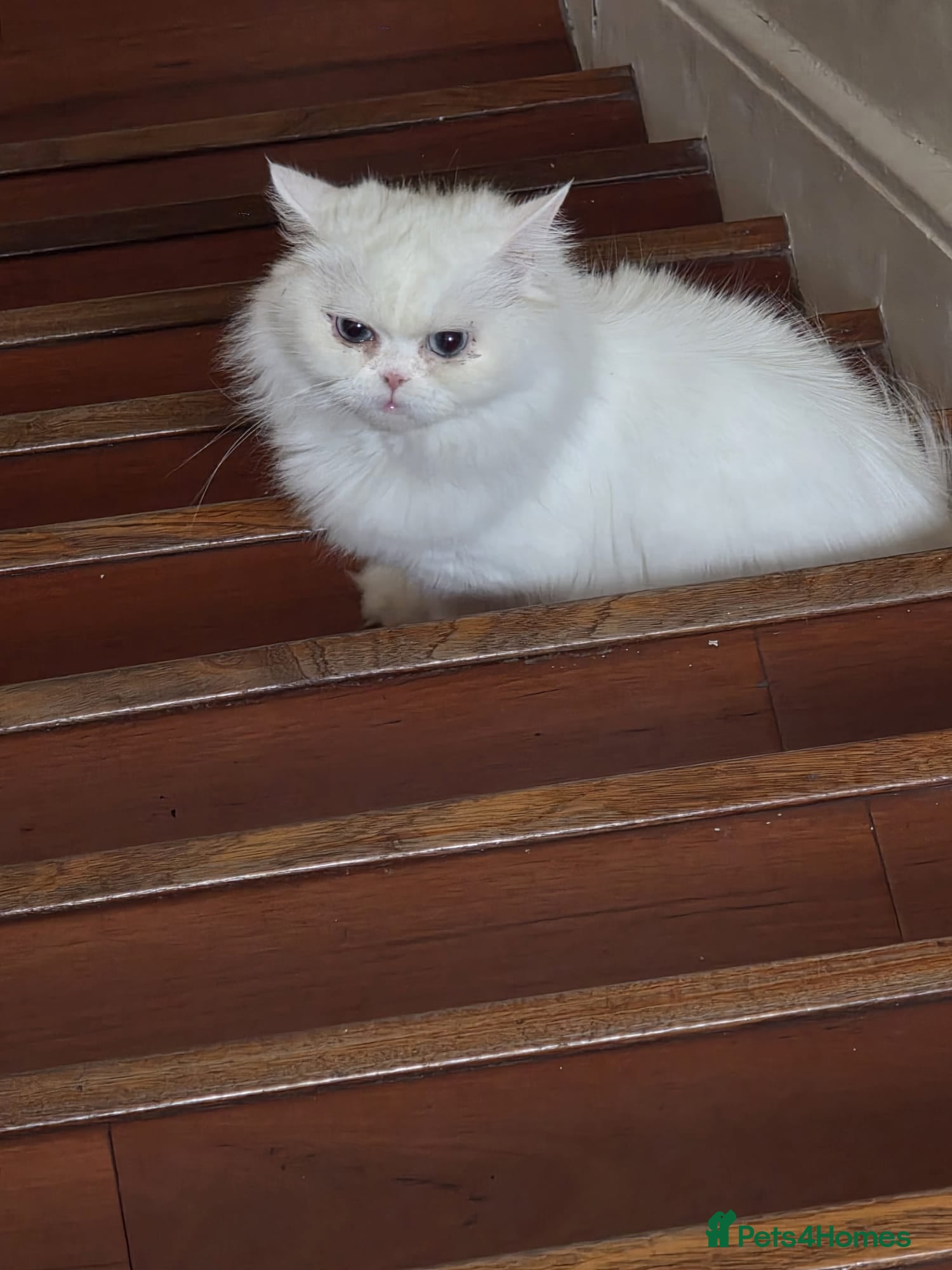 Persian cats Persian angels, 4 girls, one boy - Advert 1