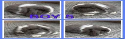 Mini Lop rabbits for sale: Mini lop babies  - Advert 7