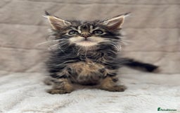 Maine Coon cats for sale: Gorgeous Black Tabby Mainecoon Kitten  - Image 6